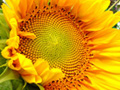 sunflower rchvr